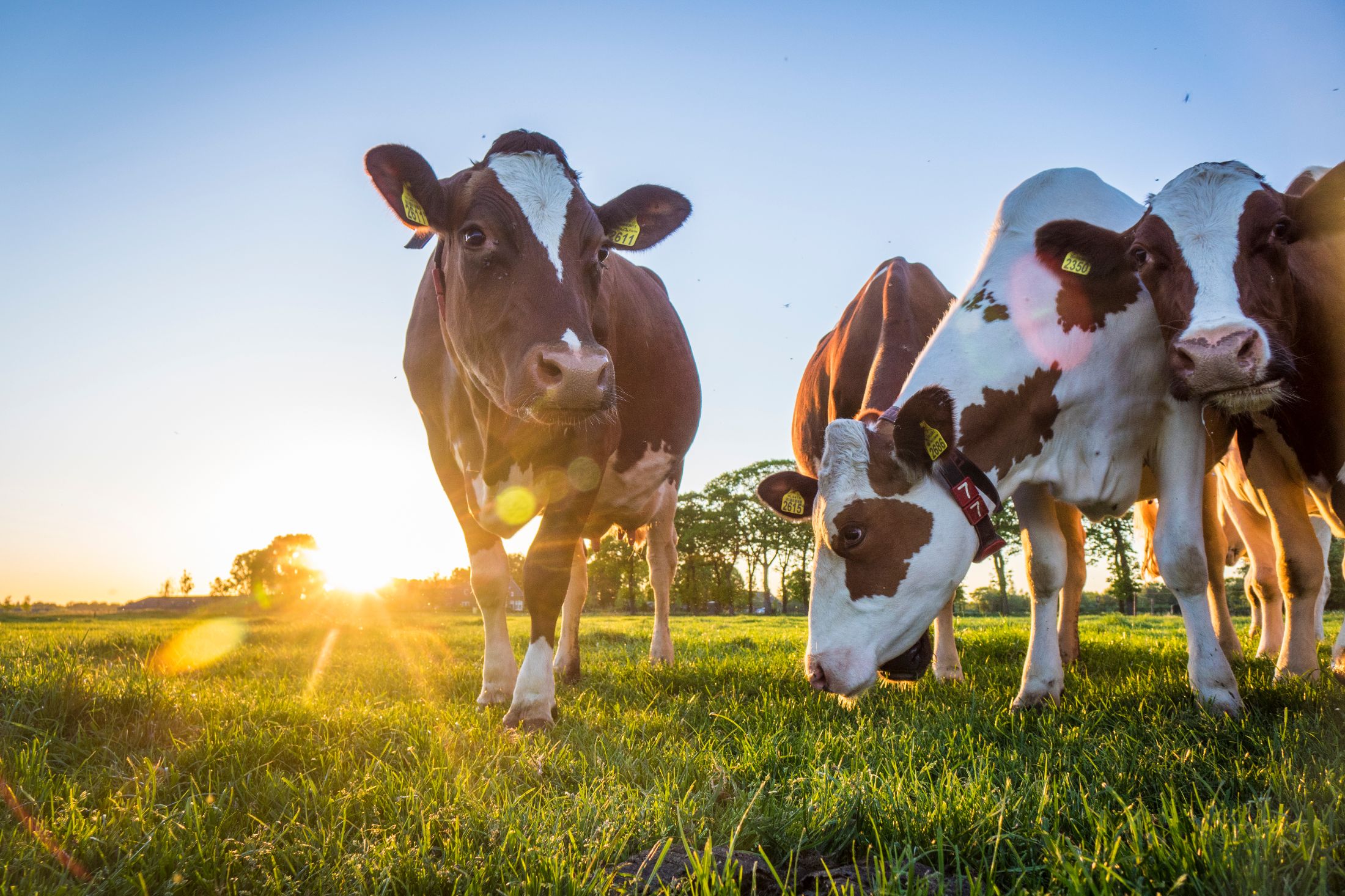 UK Dairy Carbon Network appoints farms to lead emissions reduction efforts 