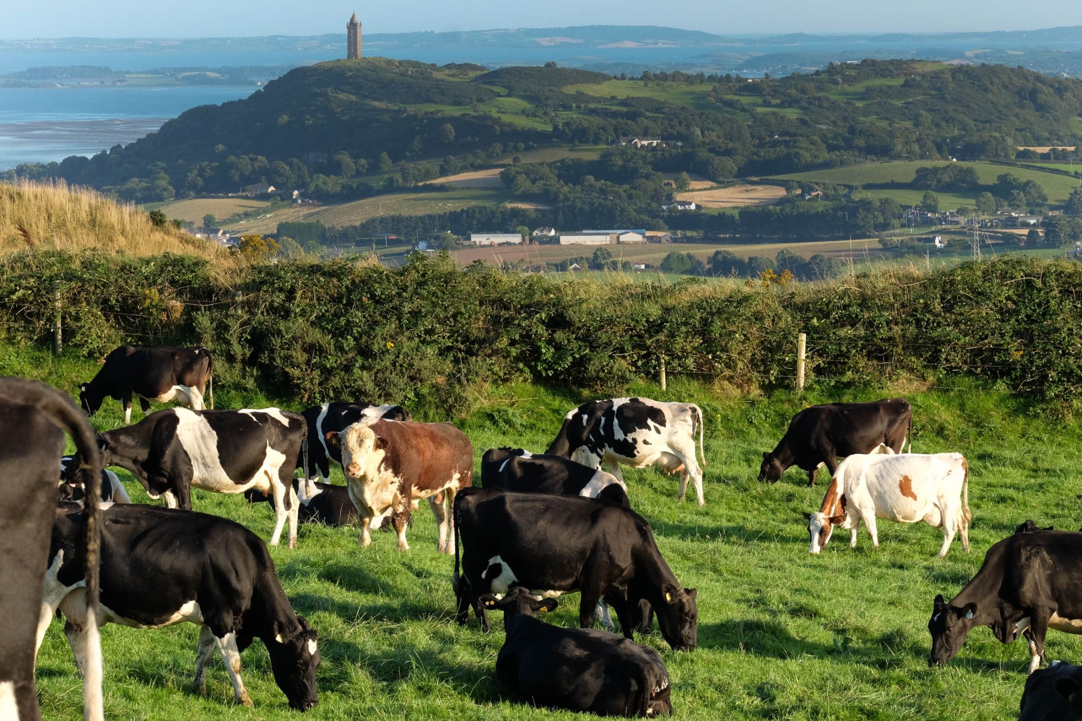 grasscheck dairy farm walk brian mccrackens newtownards