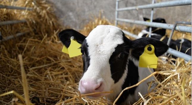 AGRISEARCH LAUNCHES CALFCHECK VIDEO SERIES TO SUPPORT BEST PRACTICE CALF REARING