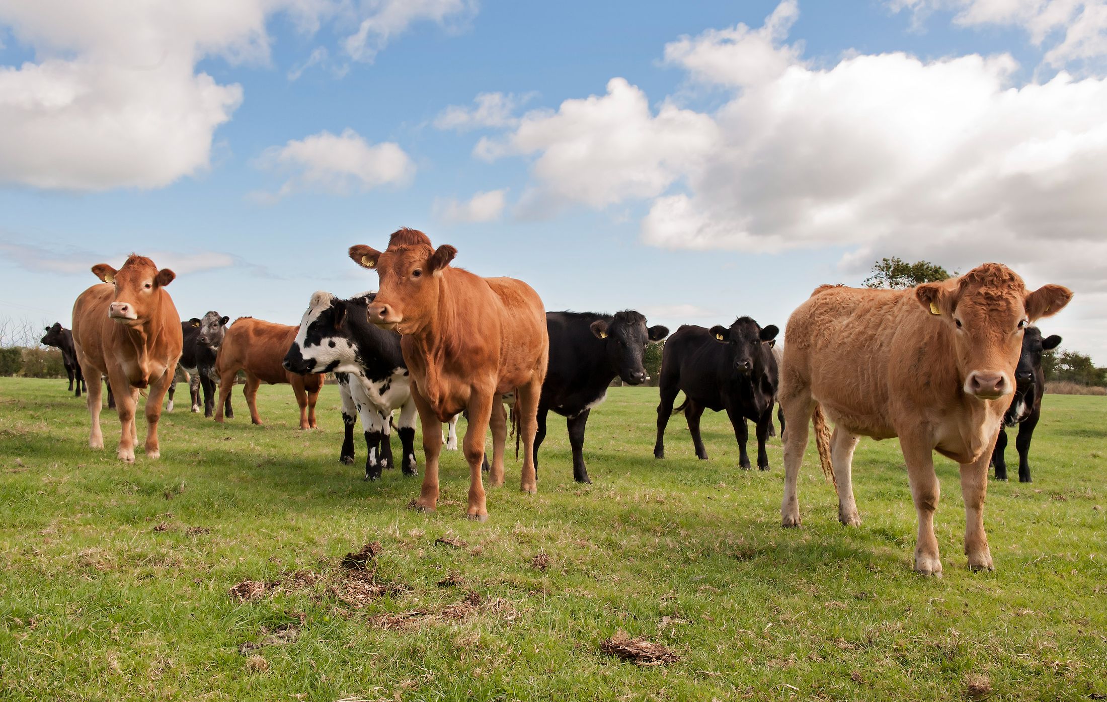 LAST CHANCE TO PARTICIPATE IN AGRISEARCH BEEF & SHEEP FARMER SURVEY
