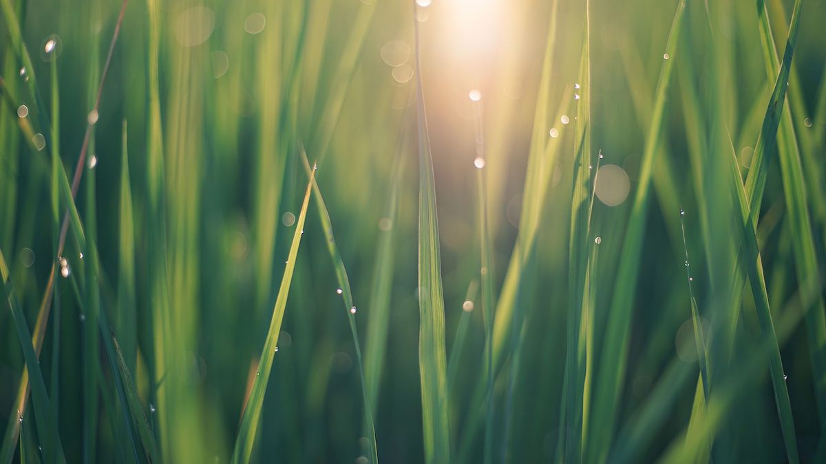 webinar for farmers interested in participating in the next phase of grasscheck