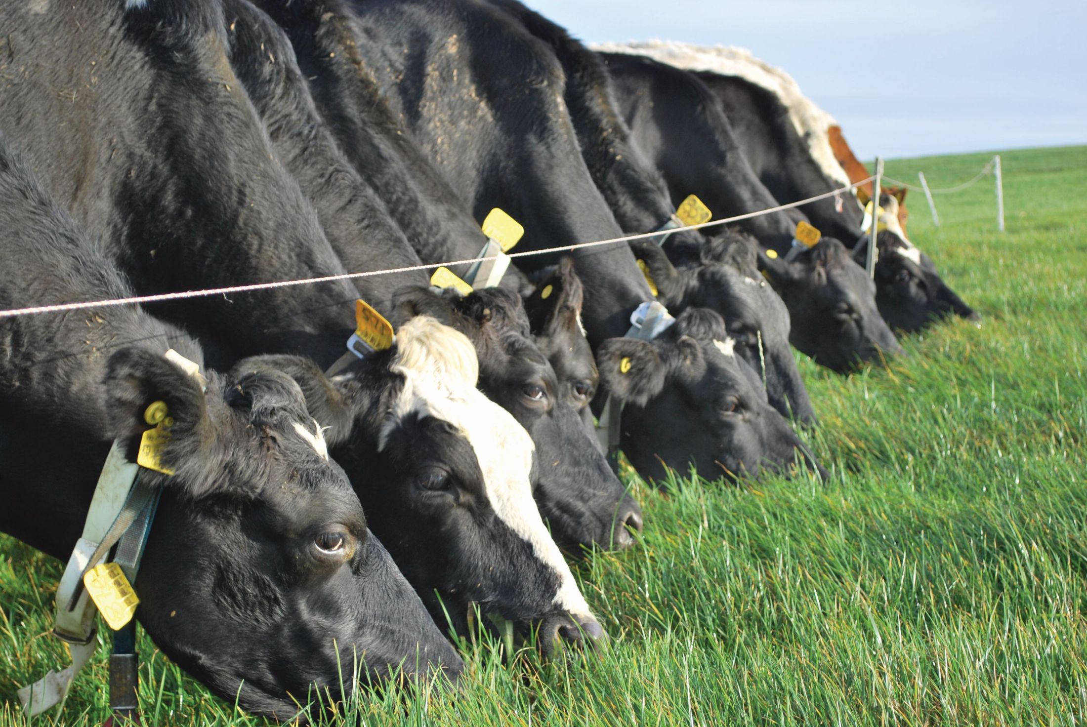 grasscheck dairy farm walk cappagh farms strathroy