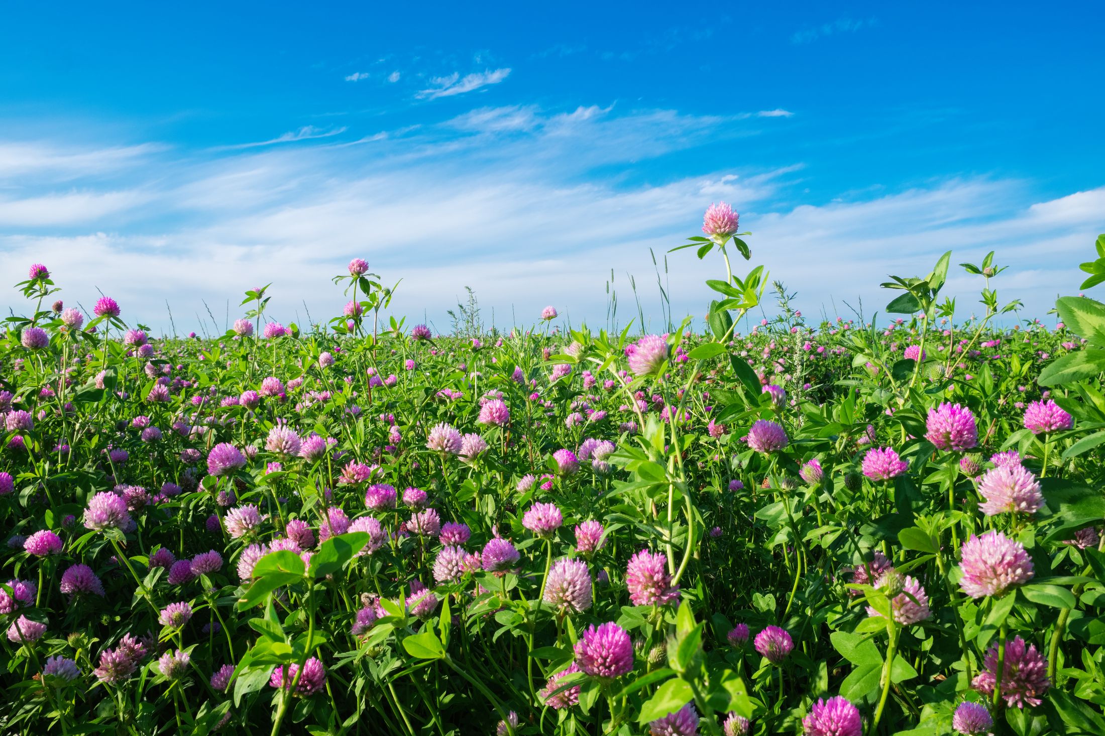 Agrisearch to Hold Farm Walk in Dromore, County Tyrone on Red Clover Silage
