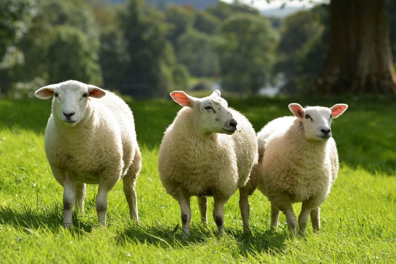 niias conference securing high animal health status for ni