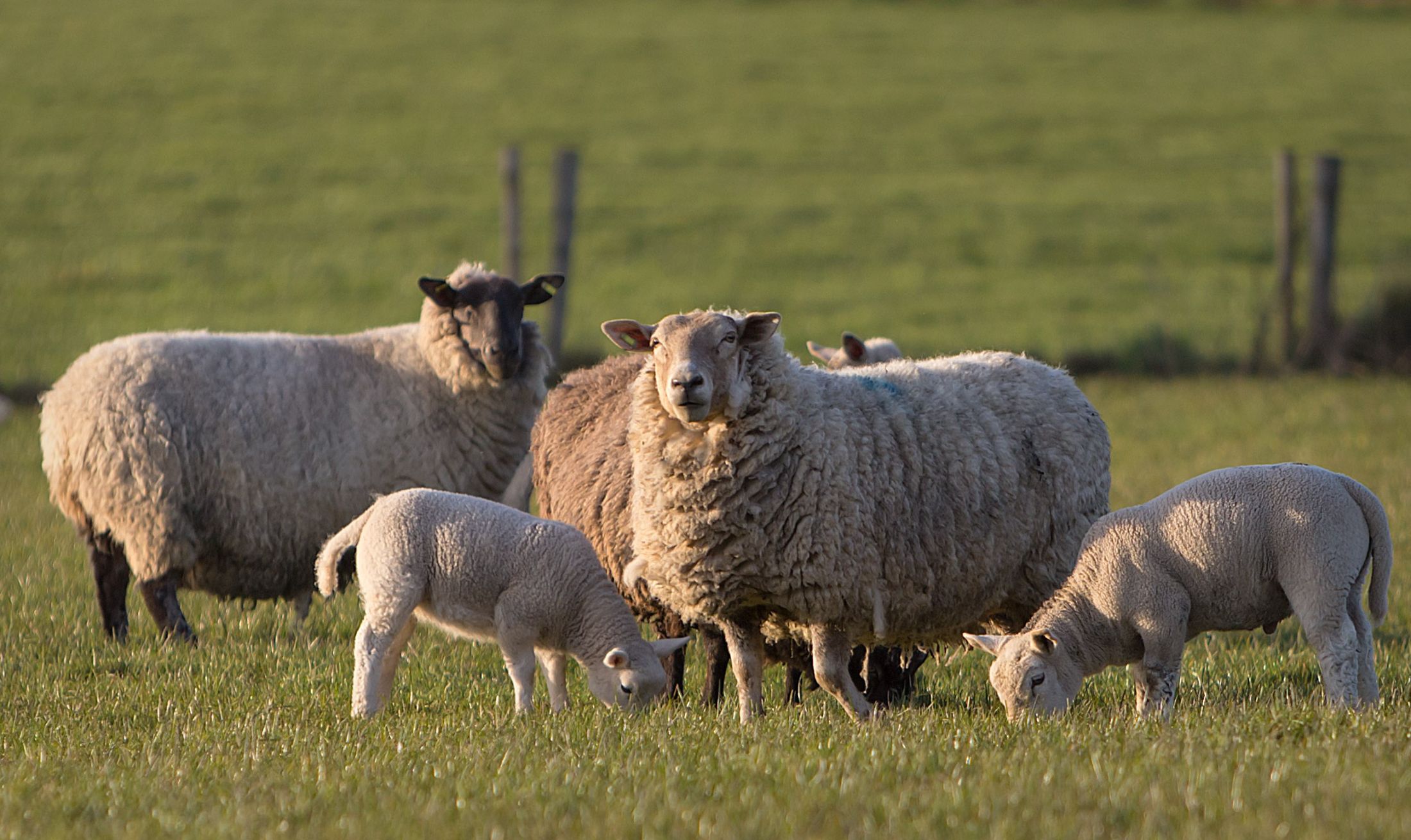 sheep scab breaking the cycle loughry campus