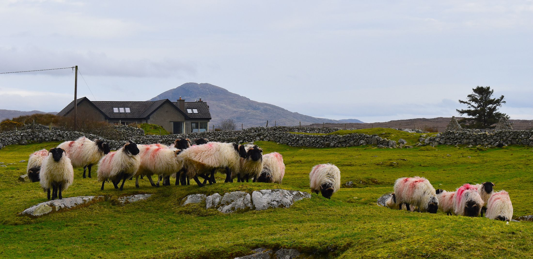 Agrisearch Launches Beef & Sheep Farmer Survey
